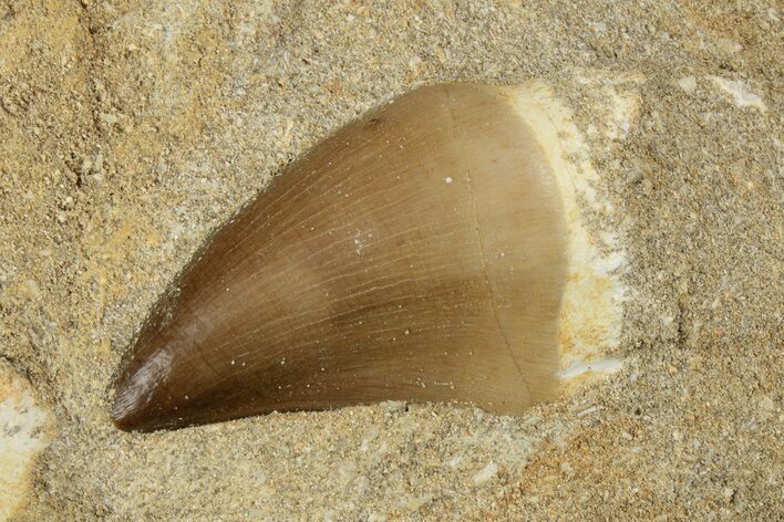 Mosasaur (Prognathodon) Tooth In Rock - Nice Tooth #91250